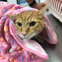 Дмитрий Голосов