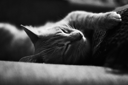 Любимый фео