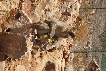 Мартышка и банан