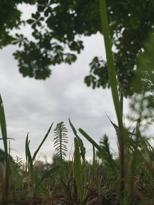 Деревня Яковлево