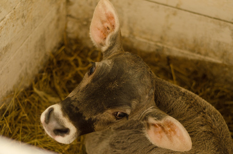 Маленький теленок