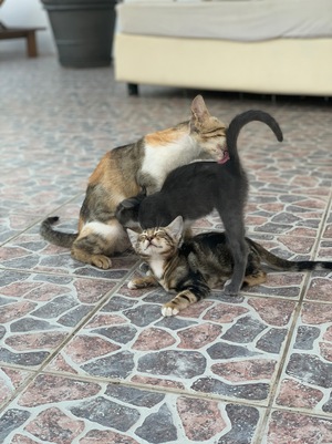 Мамина любовь