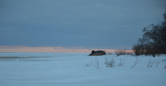 Зимний пейзаж