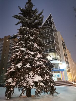 Ель зимой в тамбове