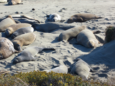 Морские львы