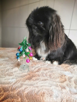 Новый год у пекинеса