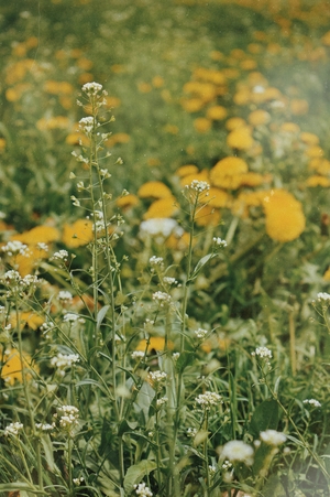 Одуванчики