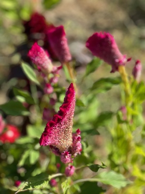 Бархатная текстура