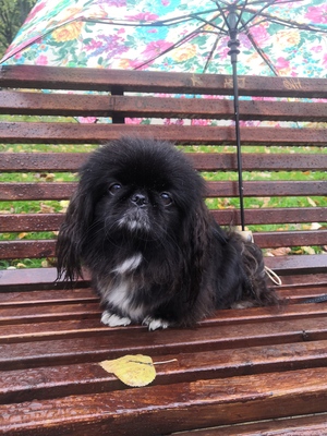 Пекинес под зонтом