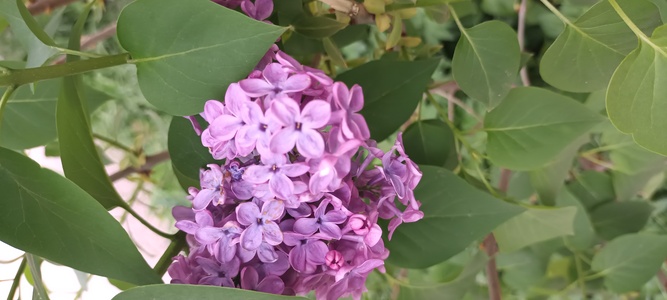 Ни чего особенного просто сирень