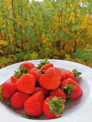Strawberry