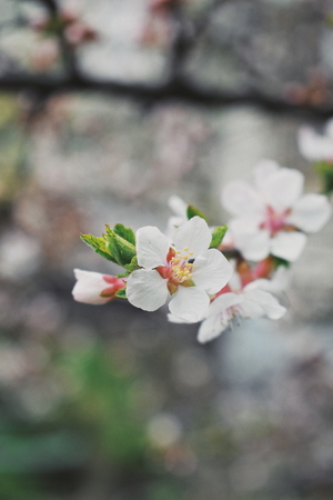 Вишневый цвет