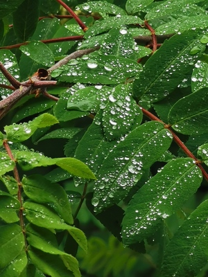 Green macro