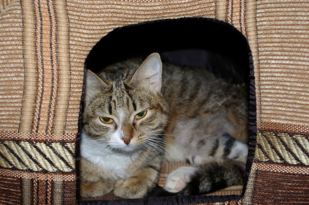 Кошка в домике