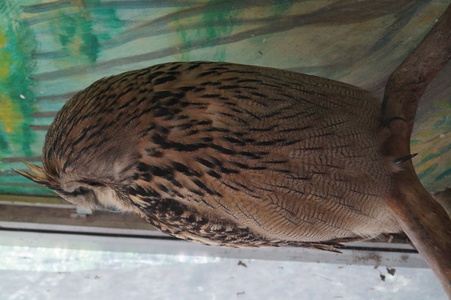 Сова