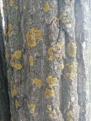 Кора