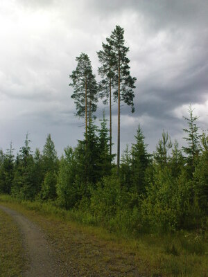 Лесной пейзаж