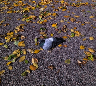 Голубь мира