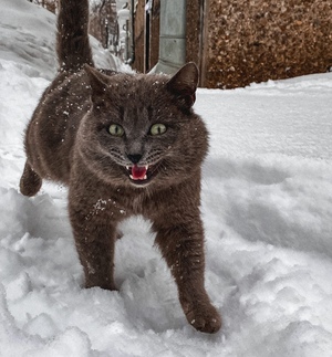 Котяра