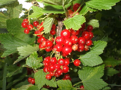 Собирала в огороде я