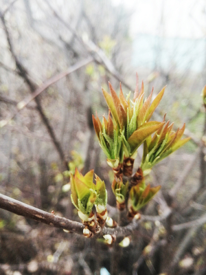 Молодые листья