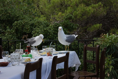 Чайка менеджмент