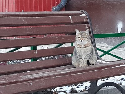 Кот на лавочке