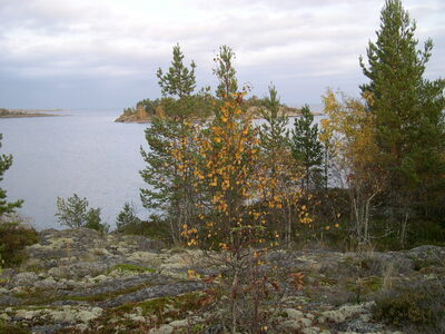 Осень на ладоге 4