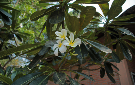 Цветок ванили