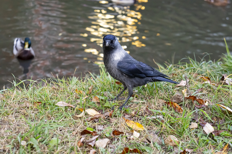 Я за тобой слежу