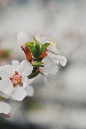 Вишневый цвет