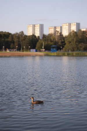 Утки