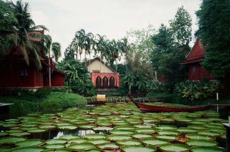 Водяные лилии на пхукете