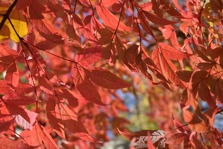 Красная листва