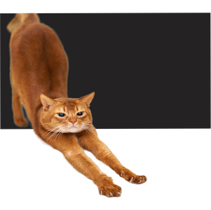 Кот