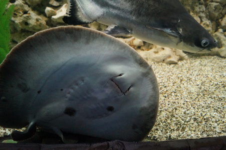 Морской скат