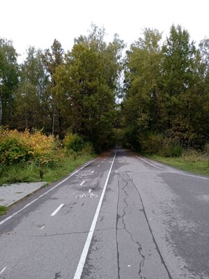 Дорога в лесу