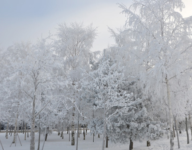 Заснеженные деревья