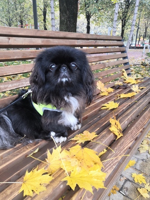 Осенняя собака