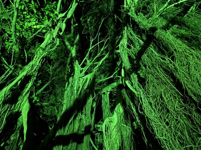 Корни дерева