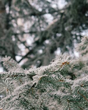 Заснеженные ели