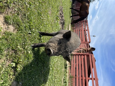 Поросенок