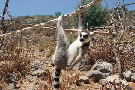Лемур висящий