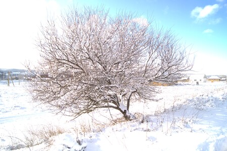 Дерево в снегу
