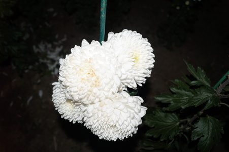 Белая хризантема