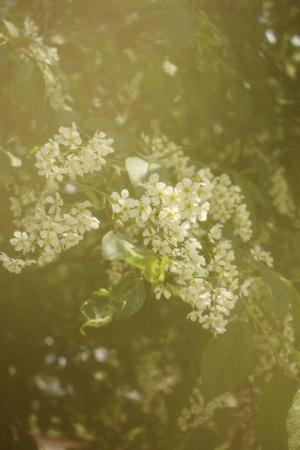 Черемуха в винтажном стиле