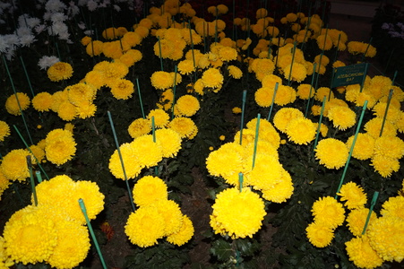 Желтые цветы