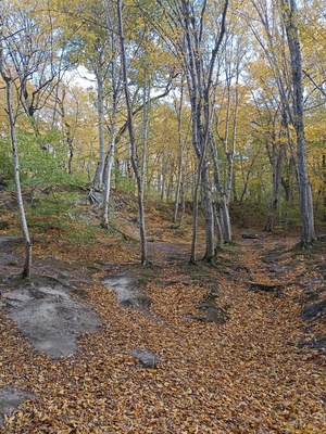 Осень