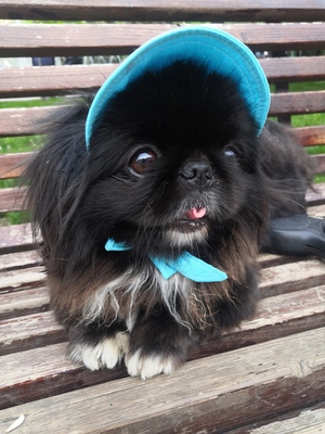 Пекинес в панаме