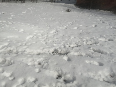Снег